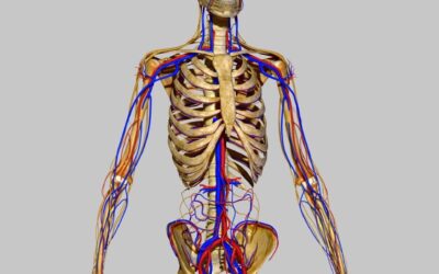 ANATOMY AND PHYSIOLOGY LEVEL 3